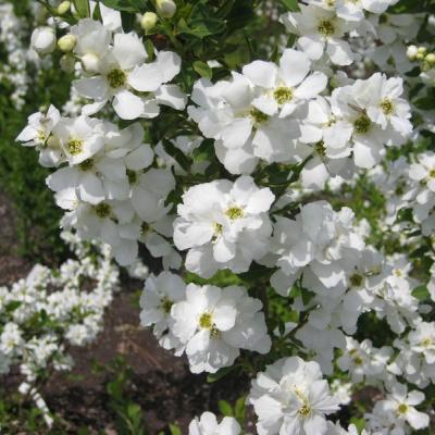 Exochorda rac. 'Mag. Springtime'®