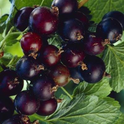 Ribes Jostabes