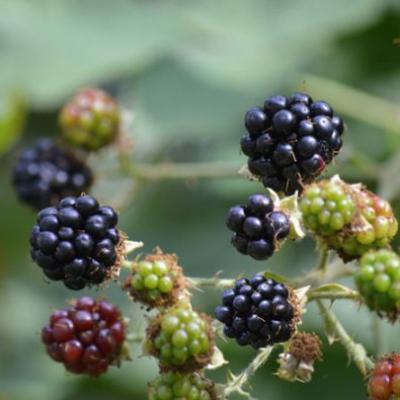 Rubus fruticosus Black Satin