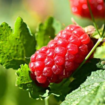 Rubus Tayberry