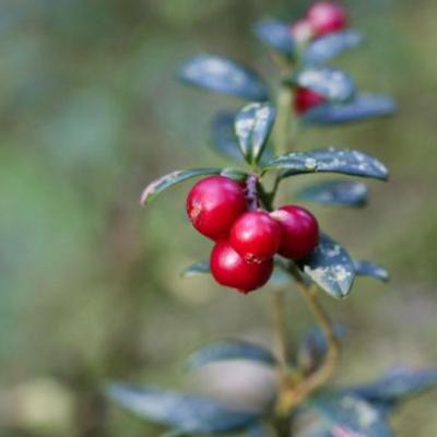 Vaccinium macrocarpon Cranberry