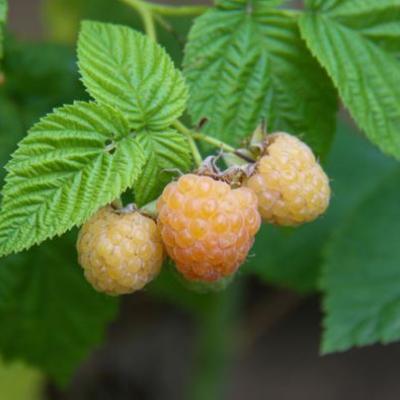 Rubus idaeus Solu Yellow