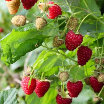 Rubus idaeus Himbo Top