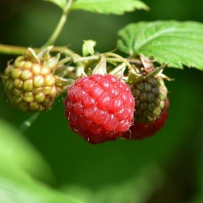 Rubus idaeus Malling Promise