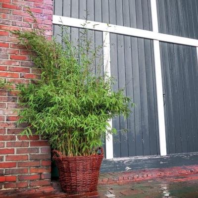 Fargesia spe. 'Malachite Monkeys' ®