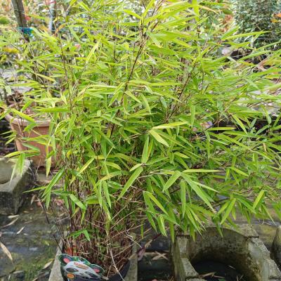 Fargesia nitida 'Black Pearl'