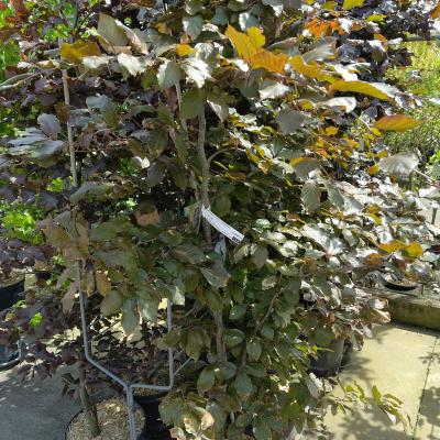 Fagus sylvatica 'Atropurpurea'