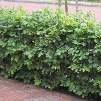 Fagus sylvatica - Groene beuk    LEI  120X150