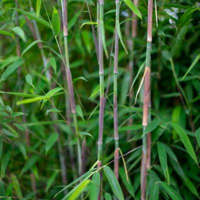 Fargesia 'Violet Woods' ®