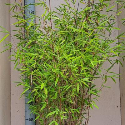 Fargesia 'Winter Joy'