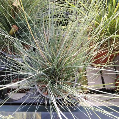 Festuca glauca 'Elijah Blue'