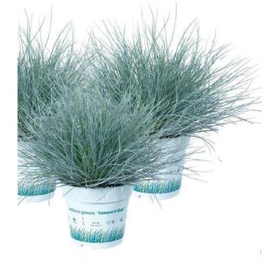 Festuca glauca 'Compacta Blue'