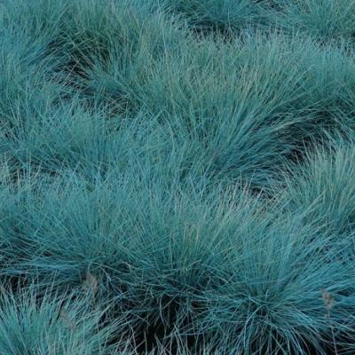 Festuca glauca 'Azurit'