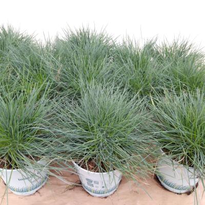 Festuca glauca 'Compact Blue'®