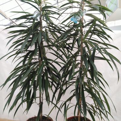 Ficus binn. 'Alii'