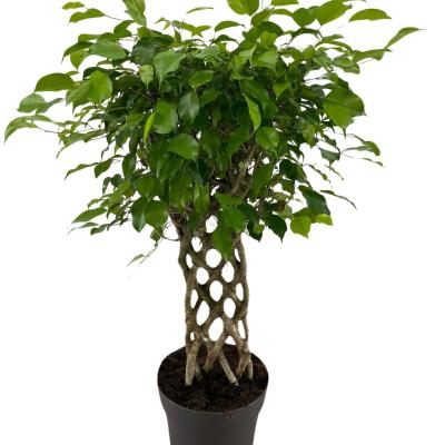 Ficus benja. 'Special shapes mat'
