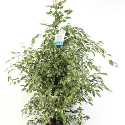 Ficus benja. 'Starlight'