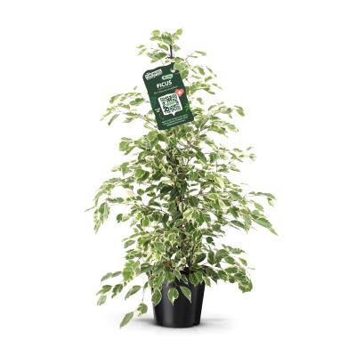 Ficus benja. 'Twilight' .
