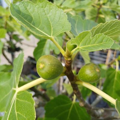Ficus carica  zware stam  H 220/240