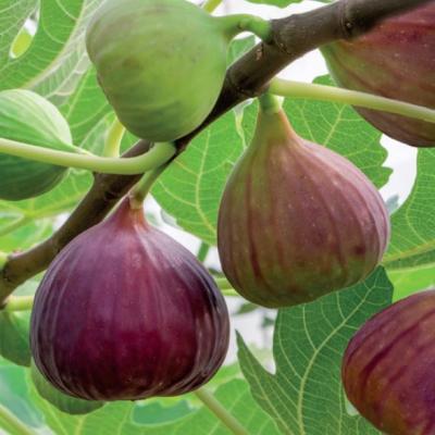 Ficus carica 'Brown Turkey'