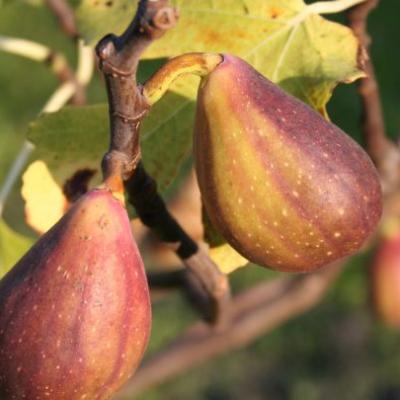 Ficus carica 'Gustis ® Two Timer ®