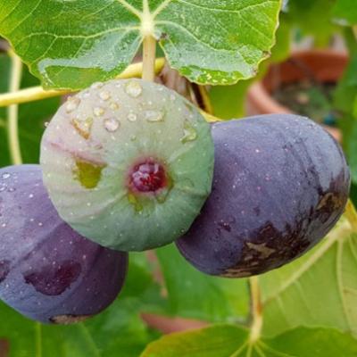 Ficus carica 'Little Miss Figgy'