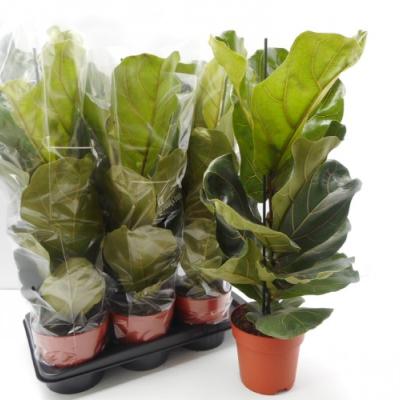 Ficus lyrata