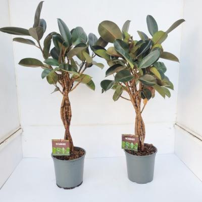 Ficus elastica met gedraaide stam