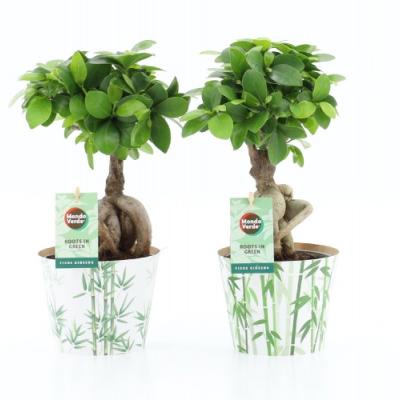 Ficus microcarpa 'Ginseng'  