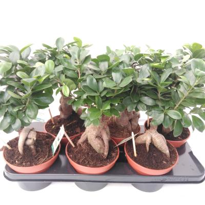 Ficus microcarpa 'Ginseng' Wortel vertakt
