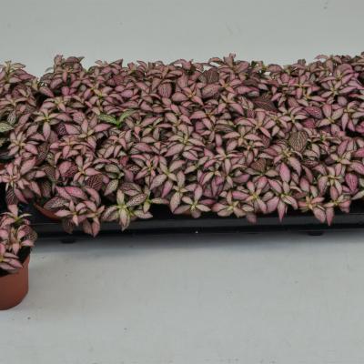 Fittonia 'Mosaic Zalm Forest Flam' .