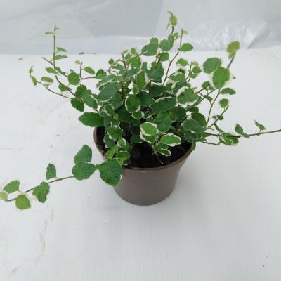 Ficus pumila 'White Sunny'