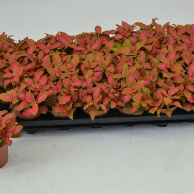 Fittonia 'Ruby Lime'