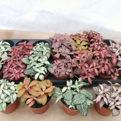 Fittonia mix