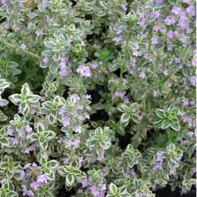 Thymus citr. 'Silver Queen'