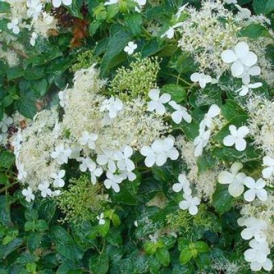 Hydrangea 'Semiola'