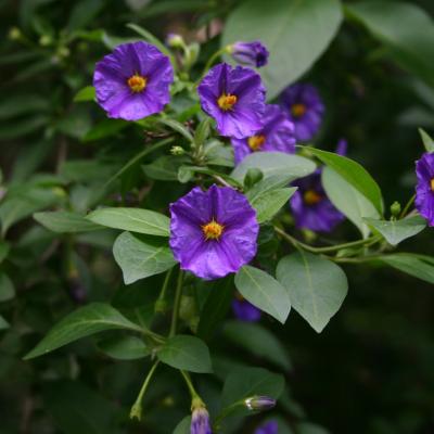 Lycianthes rantonnetii