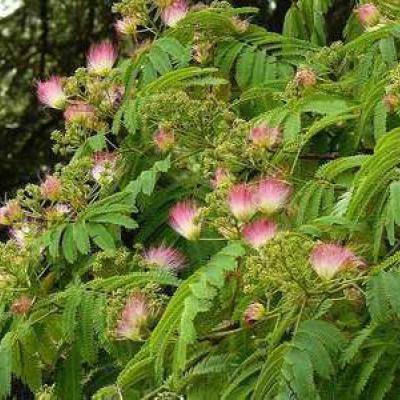 Albizia julib. 'Ombrella' 