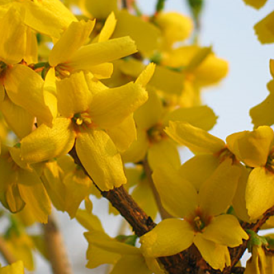 Forsythia int. 'Goldrausch'