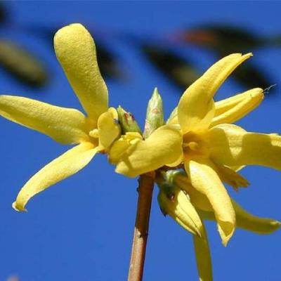 Forsythia int. 'Lynwood'