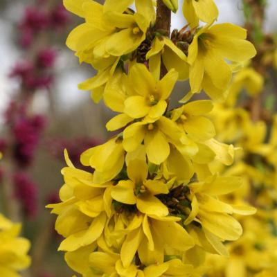Forsythia x intermedia 'Mikador'