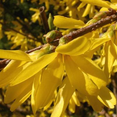 Forsythia int. 'Spectabilis'