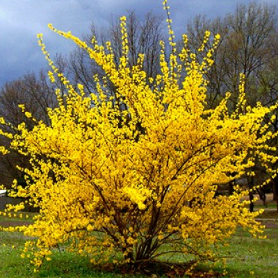 Forstythia intermedia 'Spring Glory'