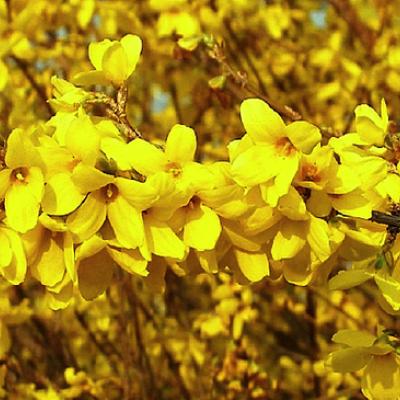 Forsythia interm. 'Weekend'