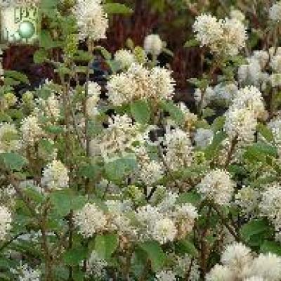 Fothergilla major