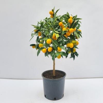 Fortunella margarita - Japanse kumquat