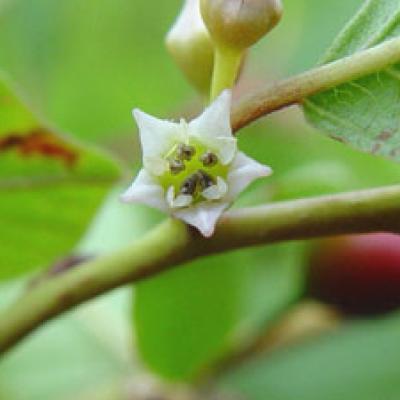 Frangula alnus = Rhamnus frangula