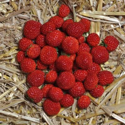FRAGARIA 'FRAMBERRY' 