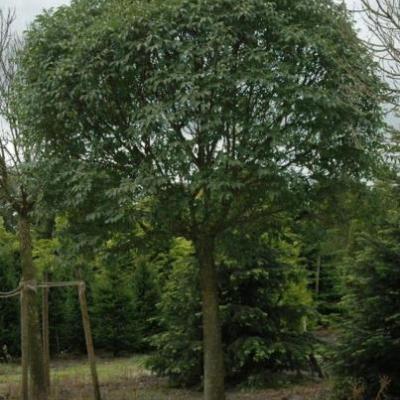 Fraxinus ornus 'Meczek'