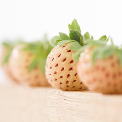 FRAGARIA PINEBERRY P12cm